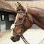 KM Elite Grackle Bridle-Black