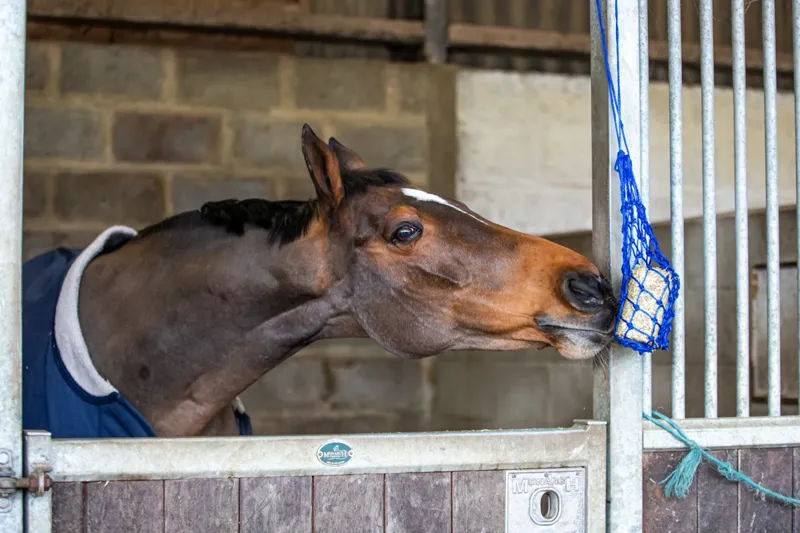 Equilibrium Munch Net-Blue-2