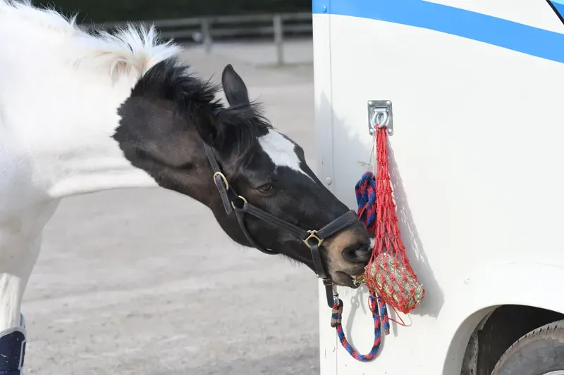 Equilibrium Munch Net-Red-1