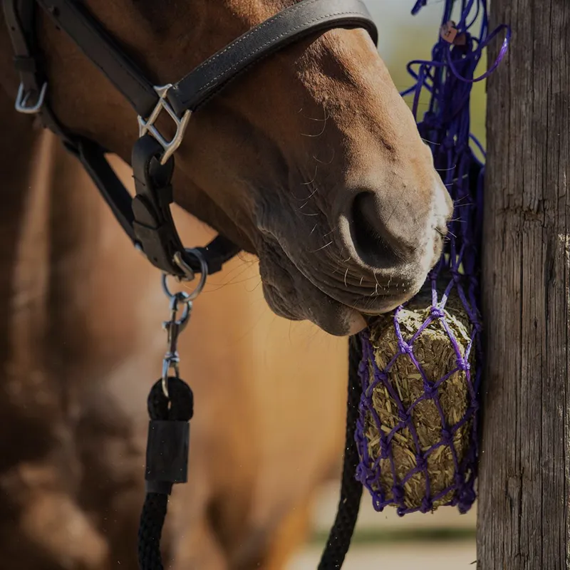 Equilibrium Munch Net-Purple-1