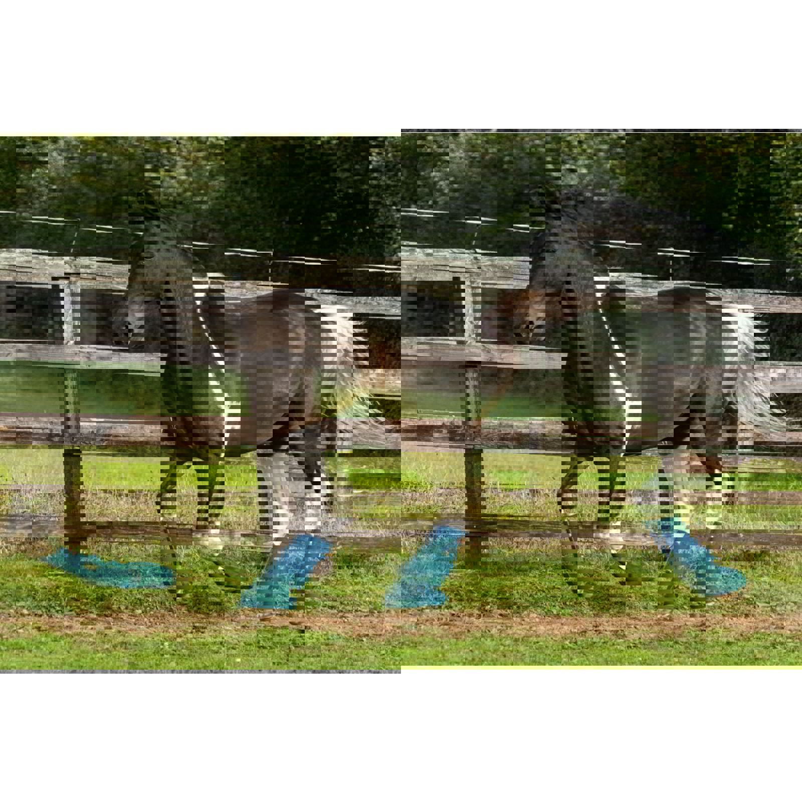 Equilibrium Equi-Chaps Close Contact Chaps - Picture 4 of 8