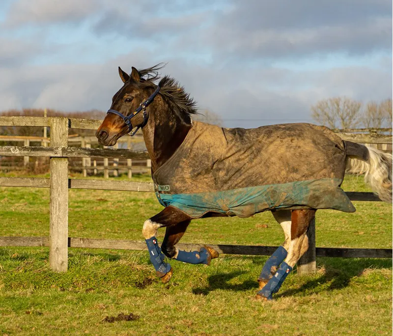 Equilibrium Equi-Chaps Hardy Chaps-4