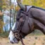 Antares Precision Y Noseband Snaffle Bridle-Malt Brown/Cream Stitching