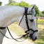 Antares Precision Y Noseband Snaffle Bridle-Black/Black Stitching