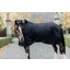 Kentucky Stable Rug 0g-Black