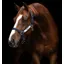 Horseware Field safe Headcollar-Navy