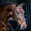 Equiline Anatomic Mexican Grackle Bridle-Brown