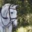Antares Precision Comfort Noseband Snaffle Bridle-Malt Brown/Cream Stitching