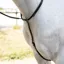 Antares Standing Martingale-Black/Black Stitching